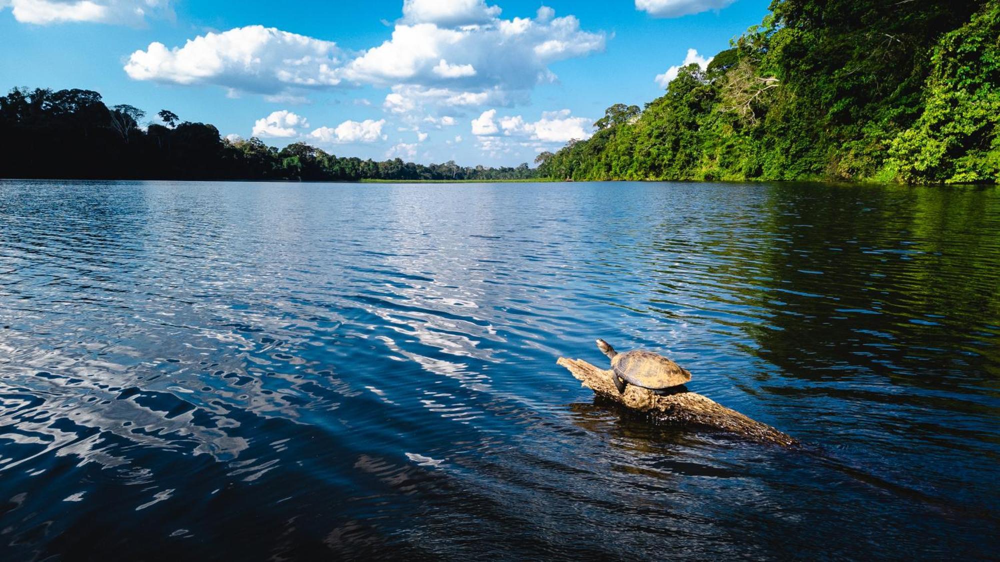 Tres Chimbadas Lake Lodge Tambopata Exteriör bild